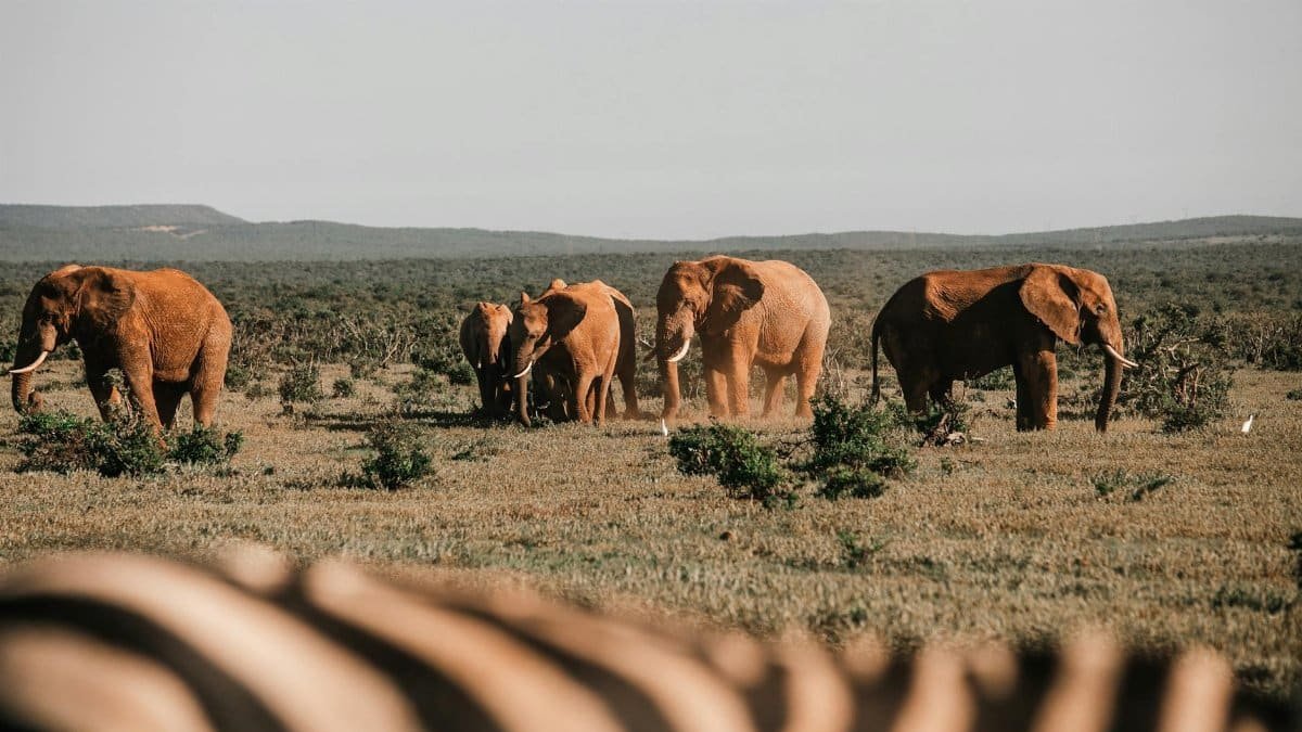A herd of African elephants walking across the vast savannah, displaying the beauty of wildlife in their natural habitat.