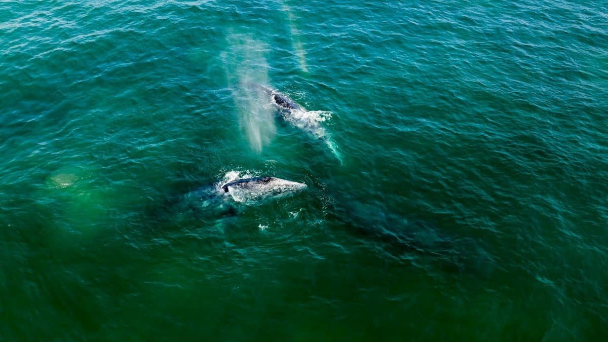 Aerial view of gray whales swimming in the turquoise waters near Todos Santos, Mexico.