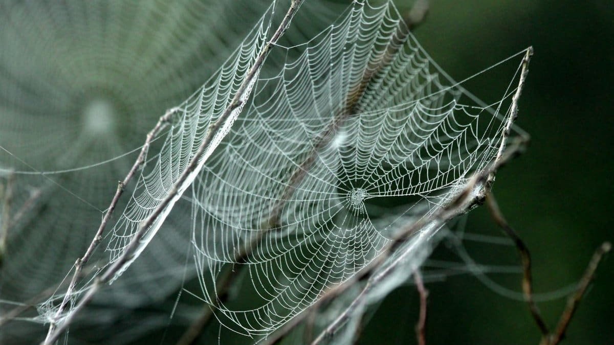 Close-up view of a detailed spider web woven on thin branches in a natural setting.