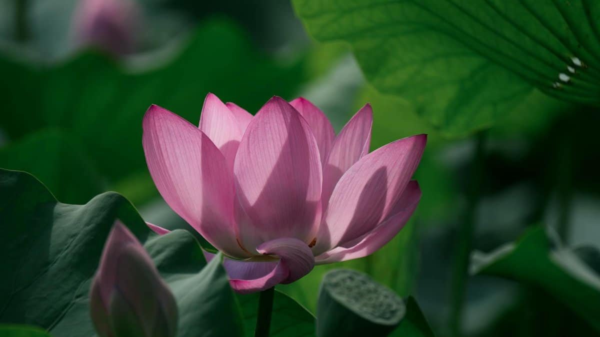 Stunning pink lotus flower in full bloom surrounded by lush green leaves in a serene pond.