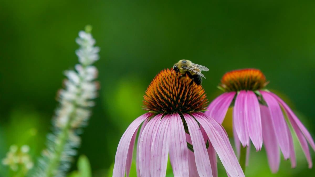 A honey bee perched on a blossoming purple coneflower, capturing essence of pollination.