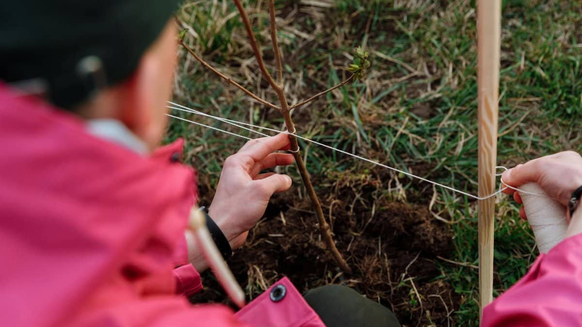 A person planting a sapling outdoors, promoting environmental care.