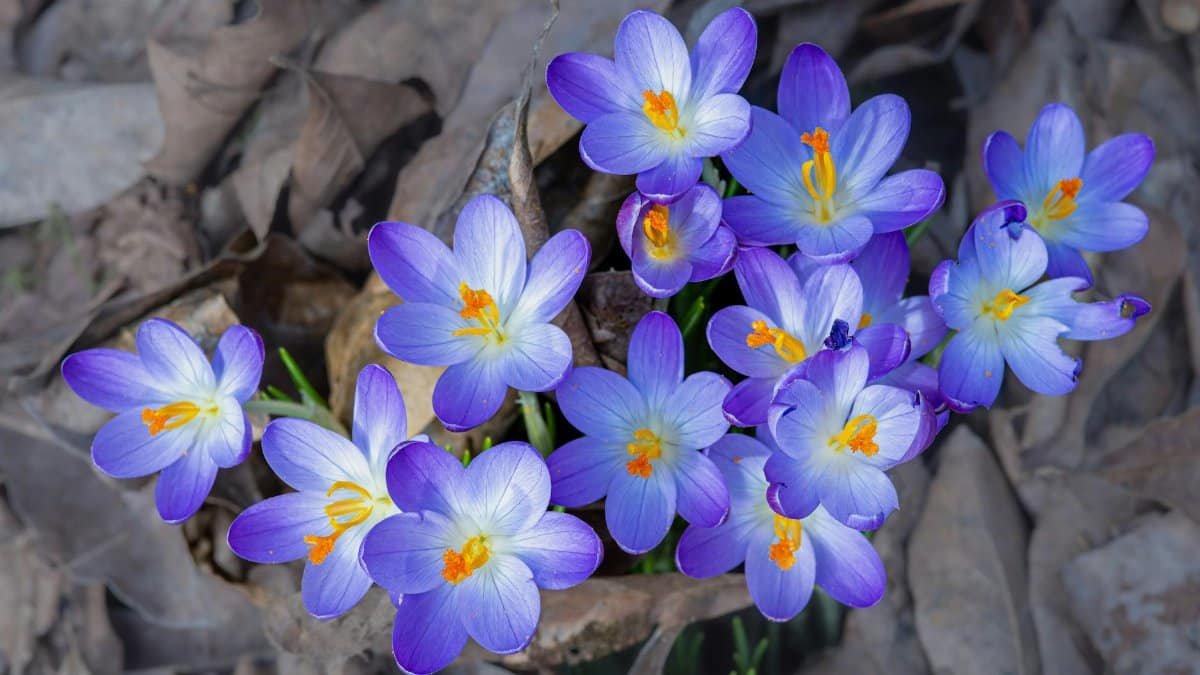 A cluster of vivid purple crocus flowers emerging through fallen leaves in early spring.