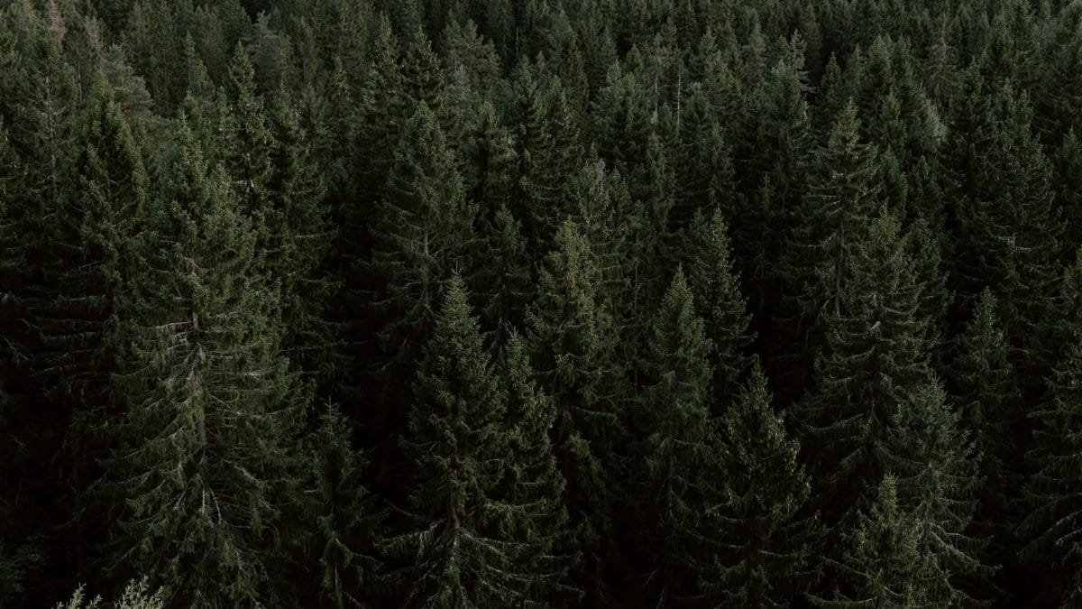Drone shot of a dense evergreen forest, capturing natural beauty.