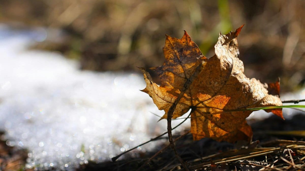 Close-up of a brown autumn leaf on frosty ground, highlighting seasonal transition.