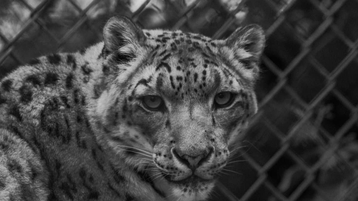 Black and white portrait of a snow leopard behind a fence, focused gaze.