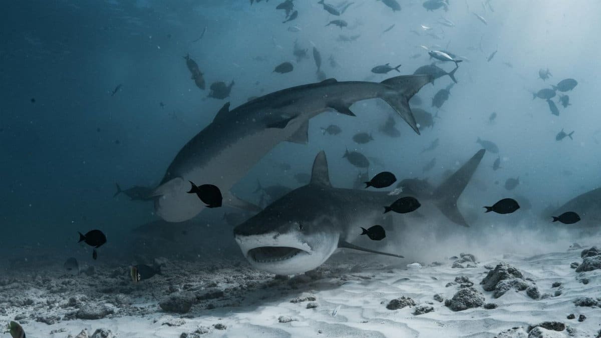 Stunning underwater shot of tiger sharks swimming among fish in the ocean depths.