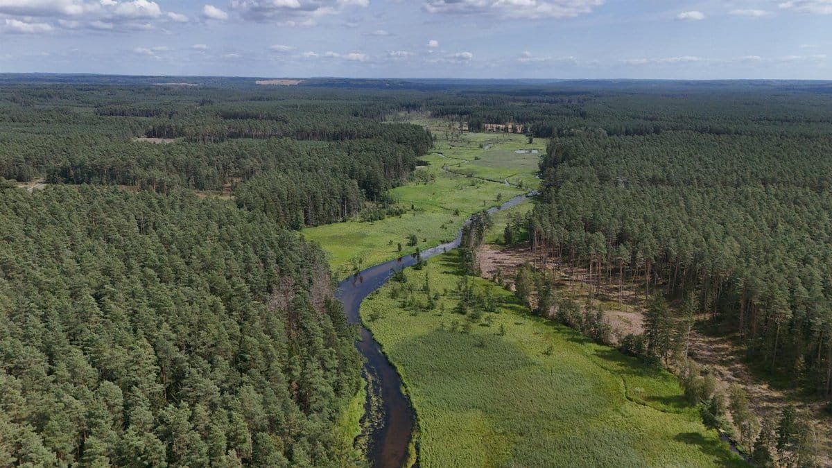 Beautiful aerial view of a lush forest with a winding river through the green landscape.