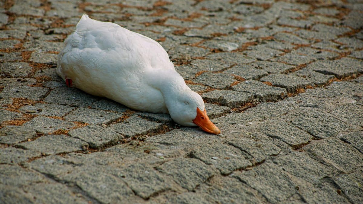 A white duck lying down on a cobblestone pathway during the day.