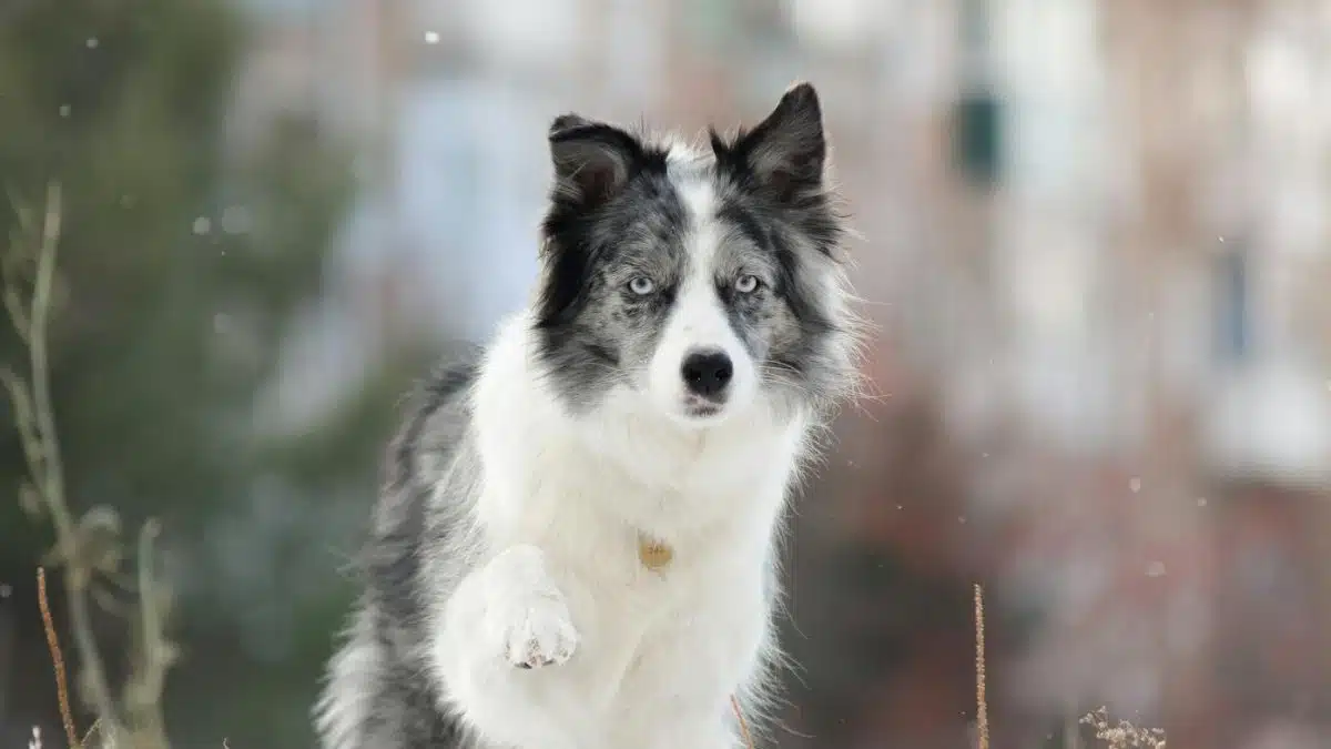 A lively Border Collie plays outside in a snowy environment, exuding energy and joy.