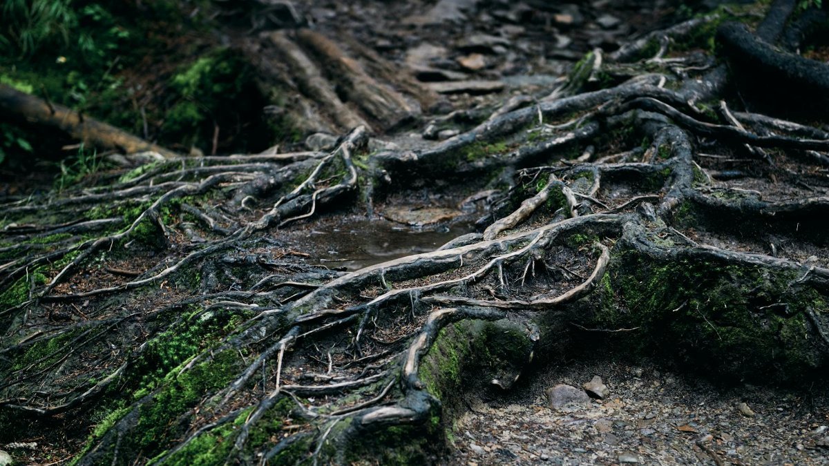 Close-up of intertwined tree roots with moss in a damp, forest environment.