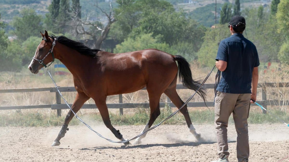 A horse and trainer in an outdoor arena during a sunny day in summer.