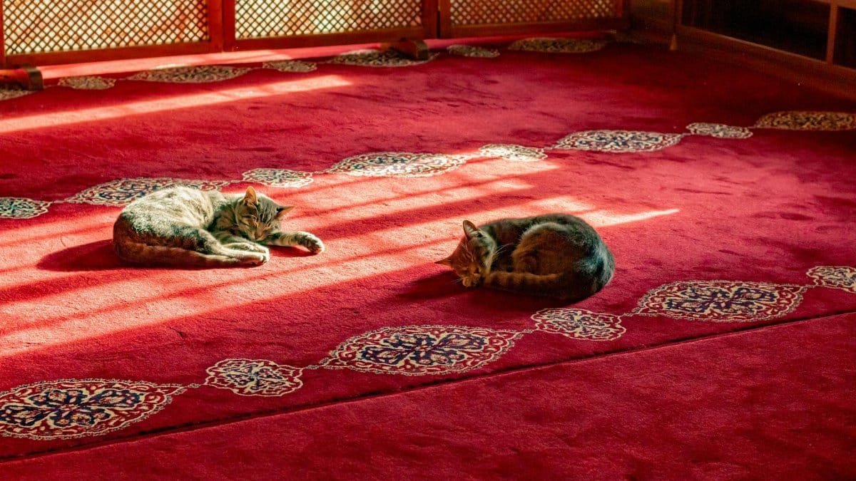 Two cats napping on a vibrant red carpet with intricate patterns under warm sunlight.
