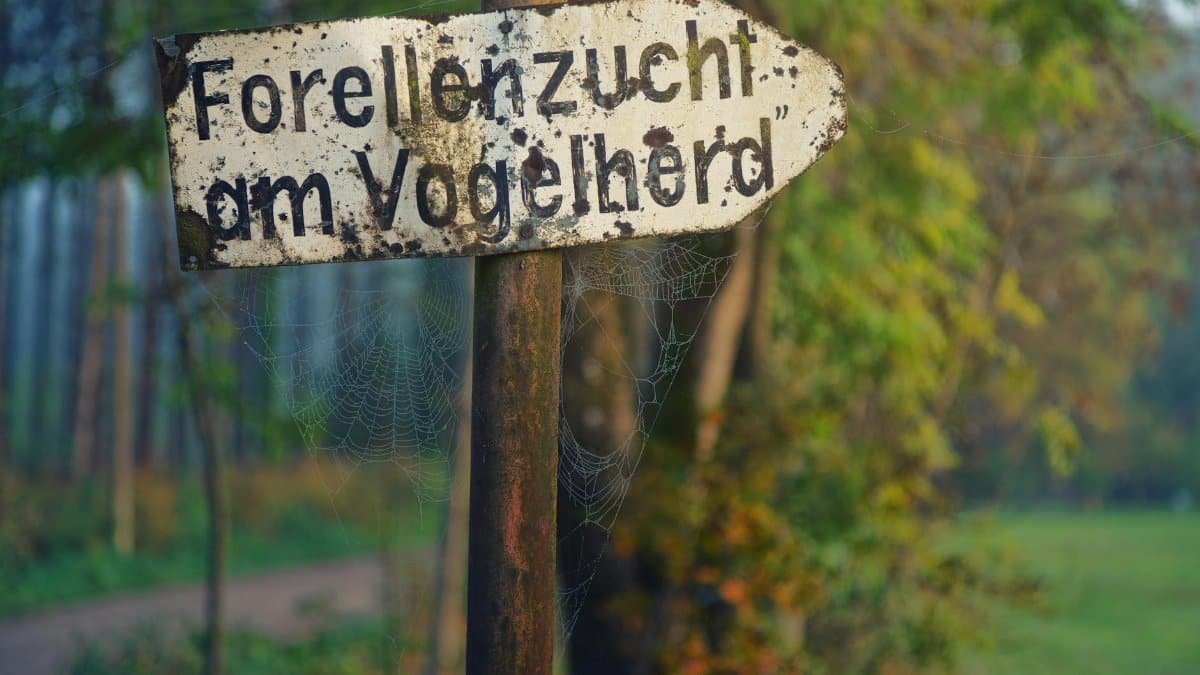 Rustic sign pointing the way through a serene forest, surrounded by lush green leaves and spider webs.