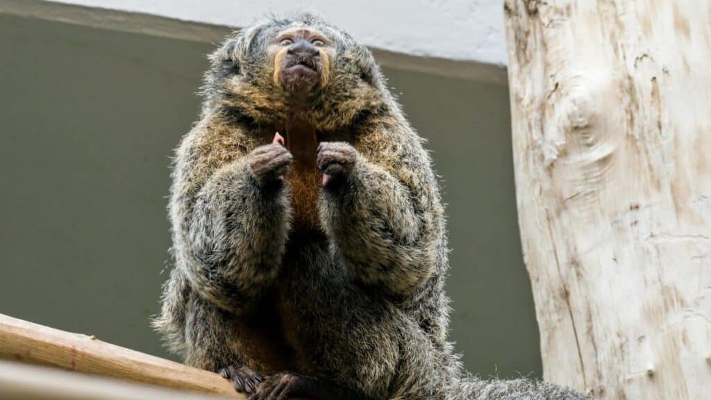 A douroucouli or owl monkey perched on a branch in a zoo habitat. Perfect for animal lovers.