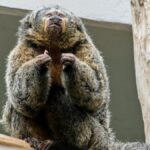 A douroucouli or owl monkey perched on a branch in a zoo habitat. Perfect for animal lovers.