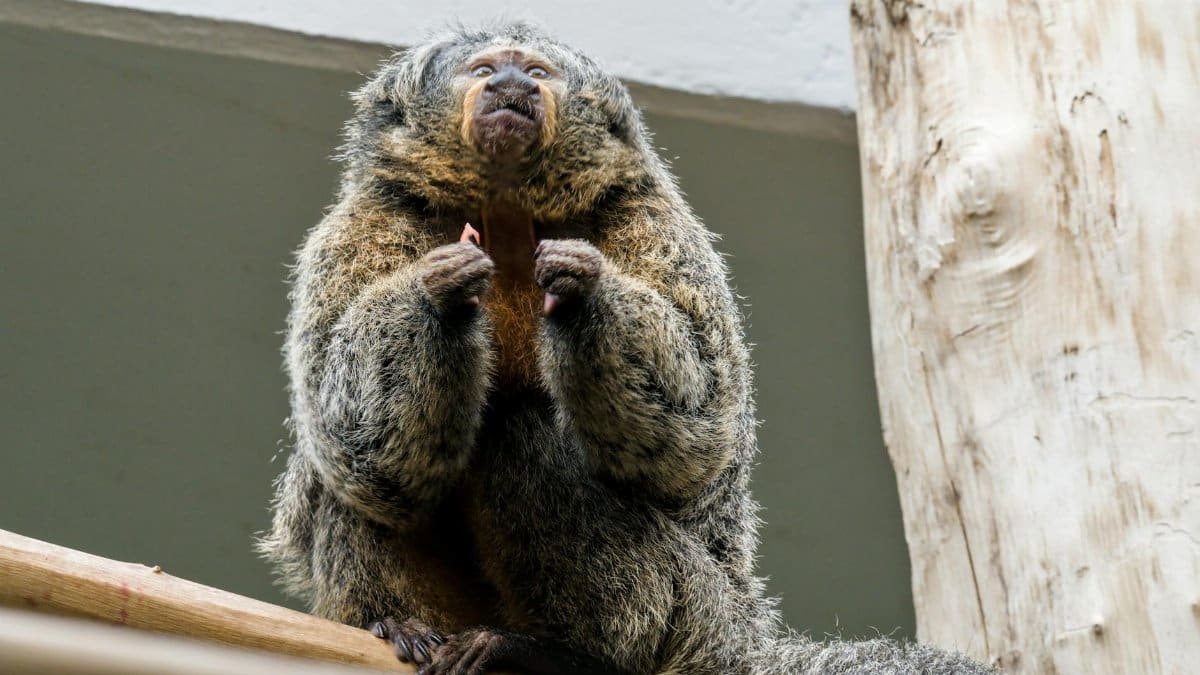 A douroucouli or owl monkey perched on a branch in a zoo habitat. Perfect for animal lovers.