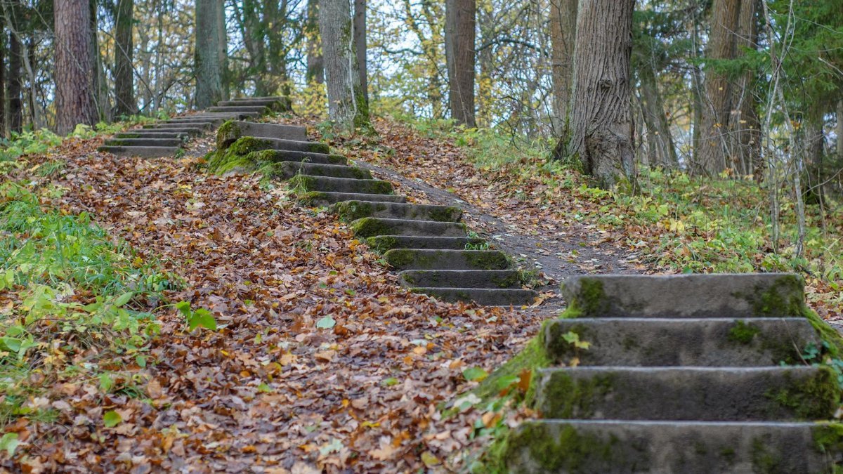 Rustic concrete steps covered with fallen leaves in a serene autumn forest.