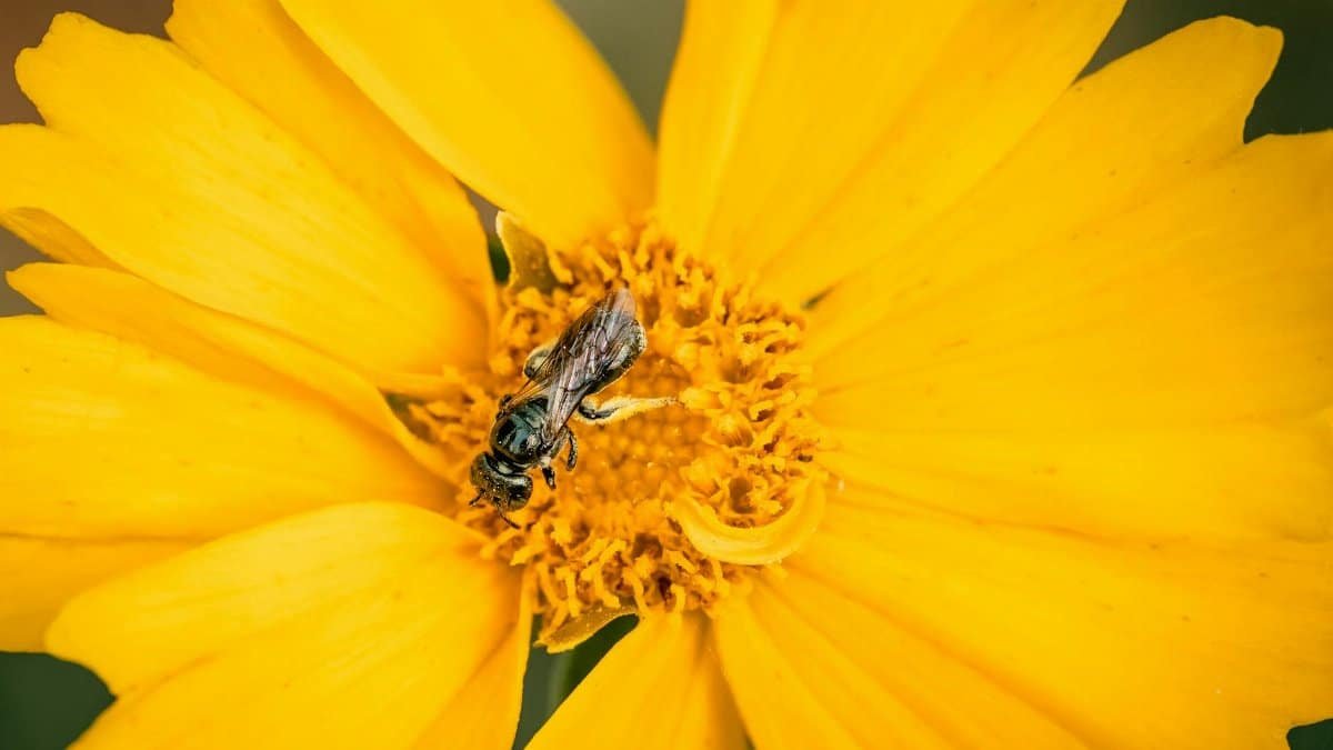 A detailed macro shot capturing a bee pollinating a bright yellow flower, showcasing nature's beauty.