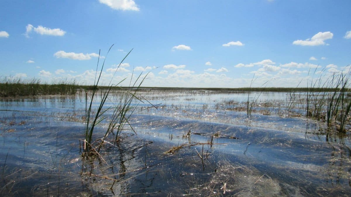 Tranquil view of the Everglades wetlands with clear blue skies and scattered clouds.