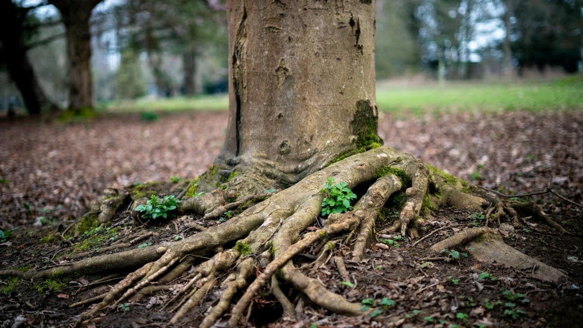 Close-up of tree roots emerging from the ground in a tranquil forest environment.