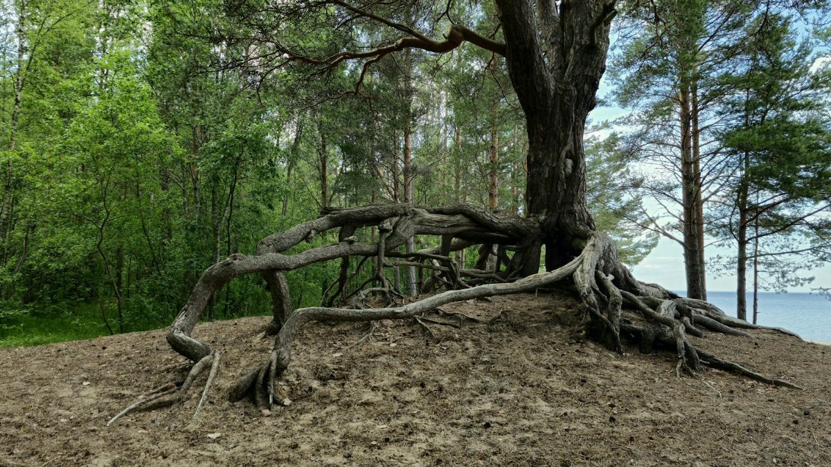 A stunning pine tree with exposed roots in a serene forest setting near a lake.