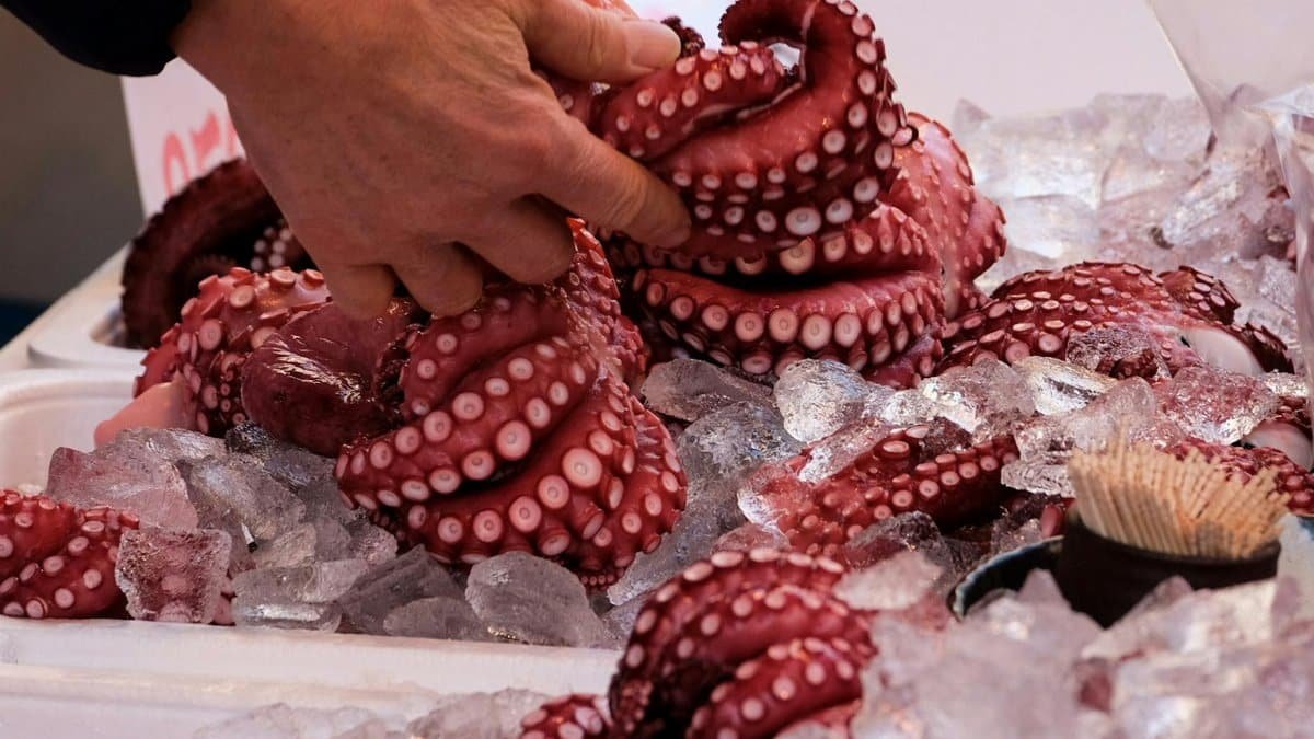 Close-up of fresh octopus tentacles displayed on ice at a market, being selected by a hand.