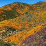 Vibrant spring wildflowers in full bloom across California hills under blue skies.