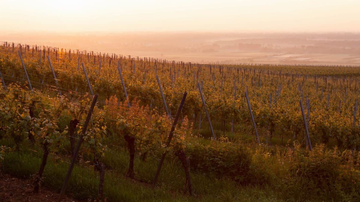 Golden sunset casting warm hues over expansive vineyards in Colmar, France.