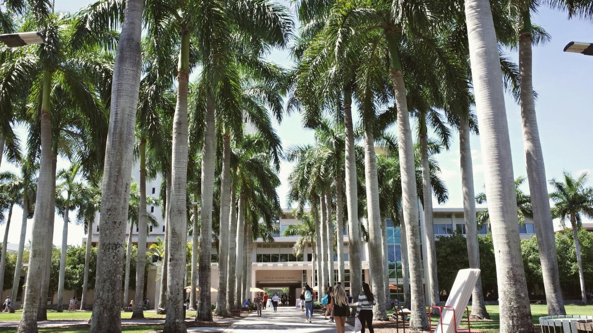 Palm tree-lined pathway on the University of Miami campus, Coral Gables, Florida.