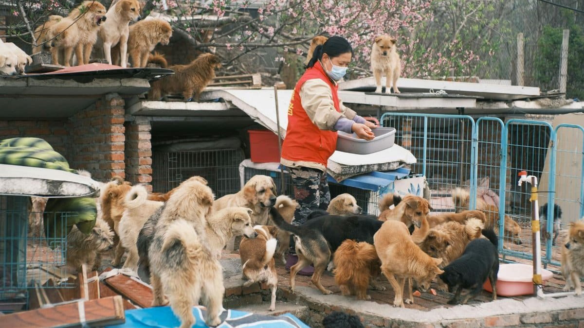 A volunteer feeding numerous stray dogs at an animal shelter outdoors, showcasing compassion and care.