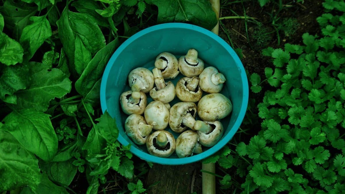 Top view of freshly picked mushrooms in a blue bowl surrounded by lush green leaves in a garden.