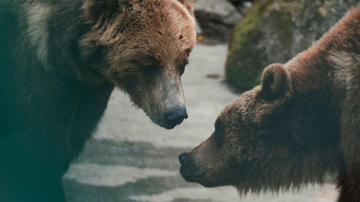 Two brown bears engage in a face-to-face interaction in the wild.