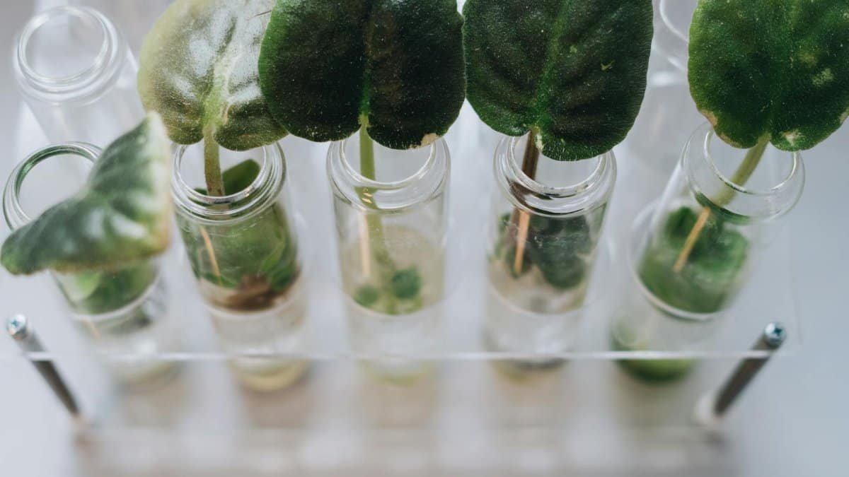 Close-up of green leaves placed in glass vases on a white background using a transparent rack.