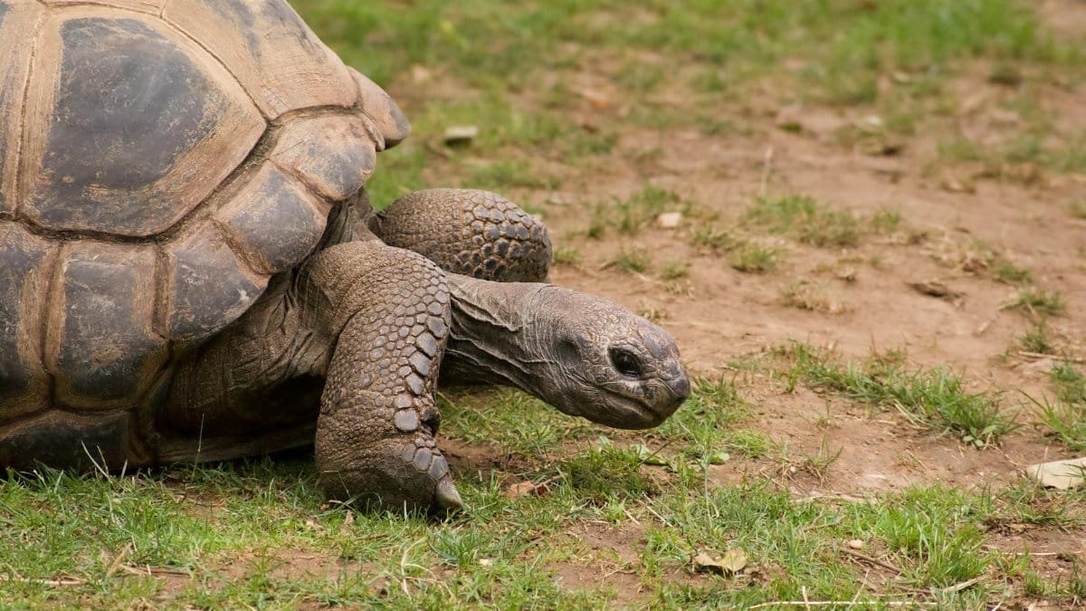 A detailed close-up of an Aldabra giant tortoise walking on grass in England.