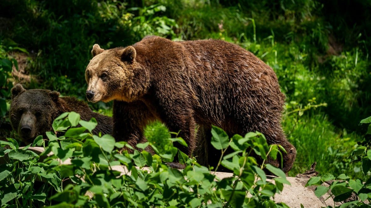 Two brown bears roam freely in a lush wildlife sanctuary in Germany's Black Forest.