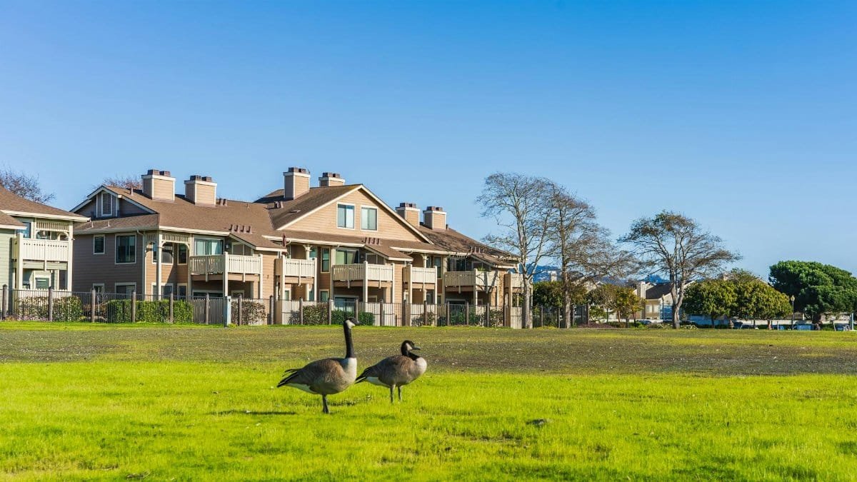 Serene view of urban houses and geese on a sunny day, ideal for real estate or nature visuals.