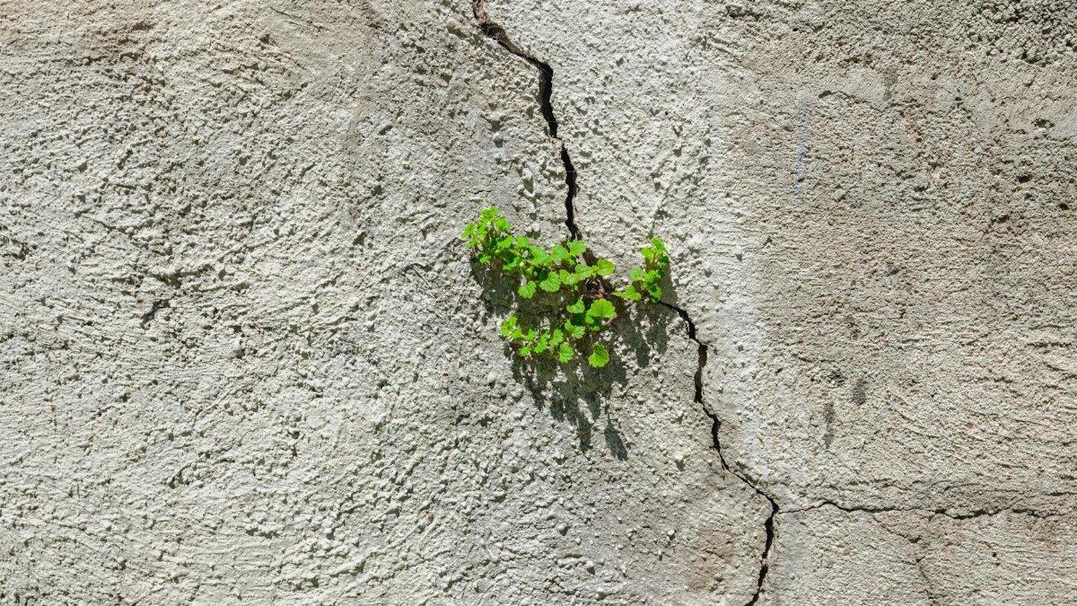 Green plant emerging through a cracked concrete wall, symbolizing resilience and natural growth in an urban environment.