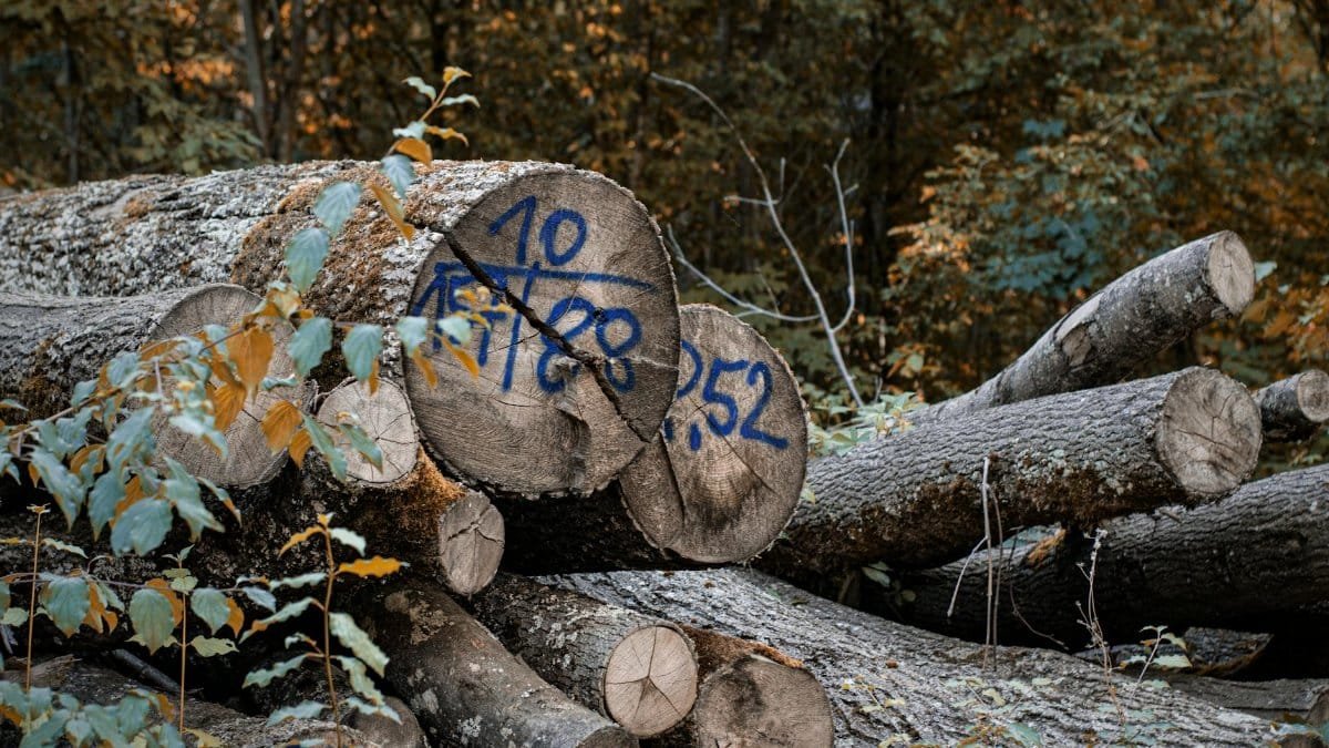 Stack of cut logs with blue markings in autumn forest, showcasing deforestation and natural resources.