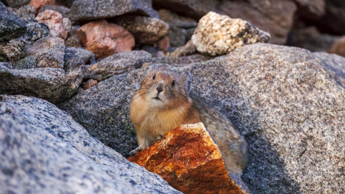 Captivating wildlife image of a pika nestled in rocky terrains, Idaho Springs.