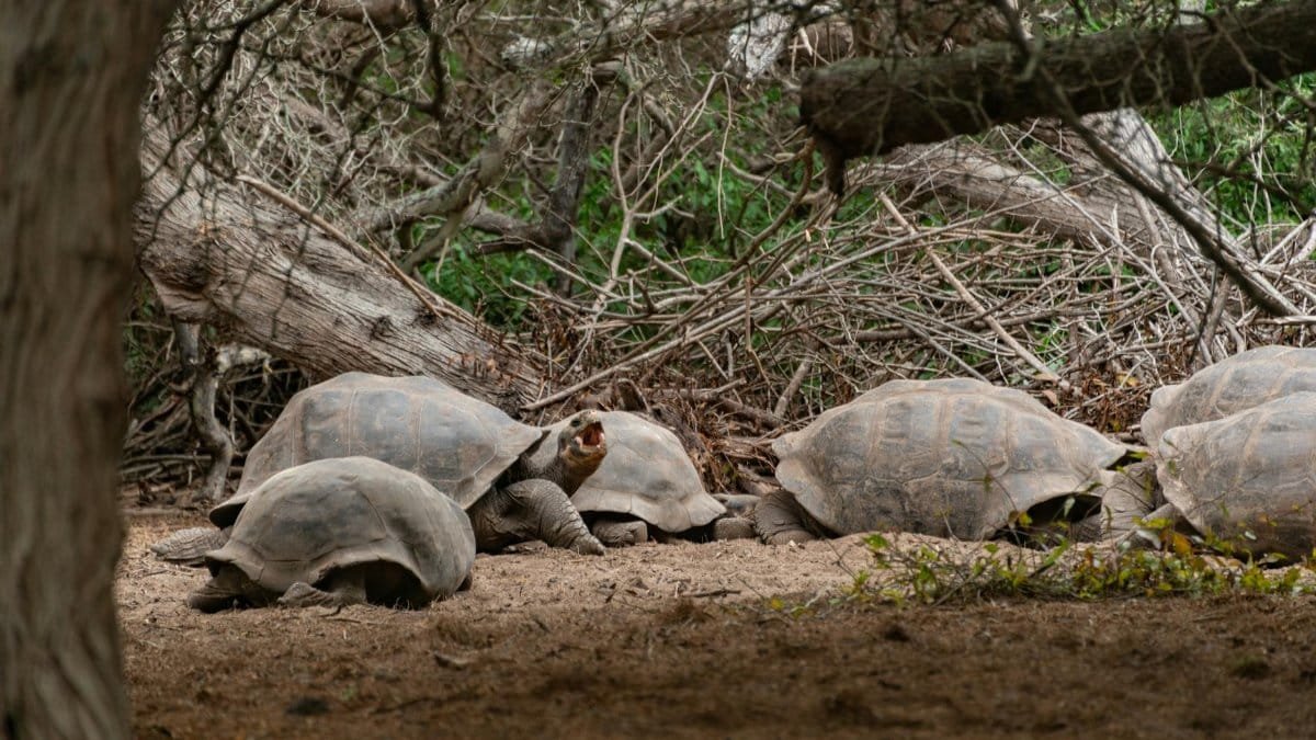 Galápagos tortoises resting among branches, showcasing their natural habitat.