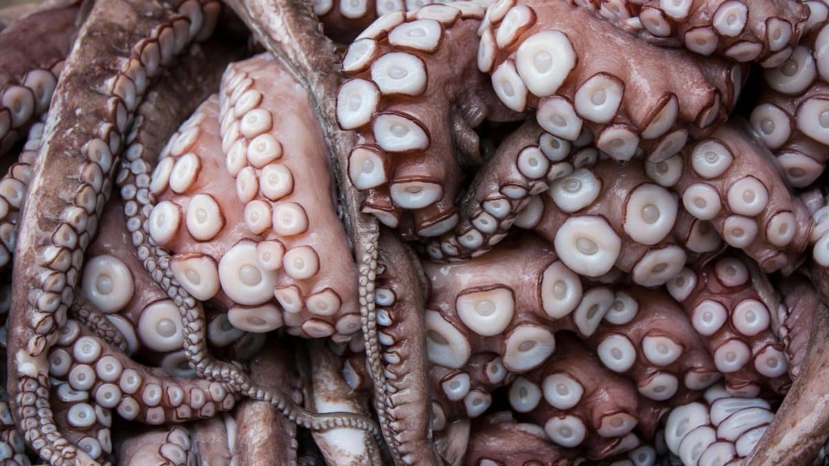 Detailed close-up of octopus tentacles highlighting texture and pattern