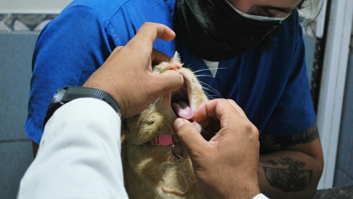 A veterinarian inspects a cat's teeth during a check-up in a veterinary clinic setting.