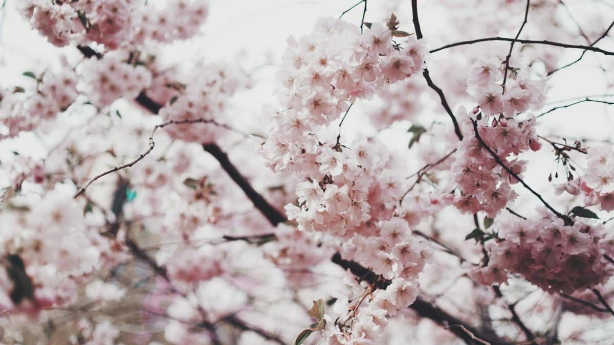 A stunning close-up of pink cherry blossoms during spring, showcasing their delicate beauty.