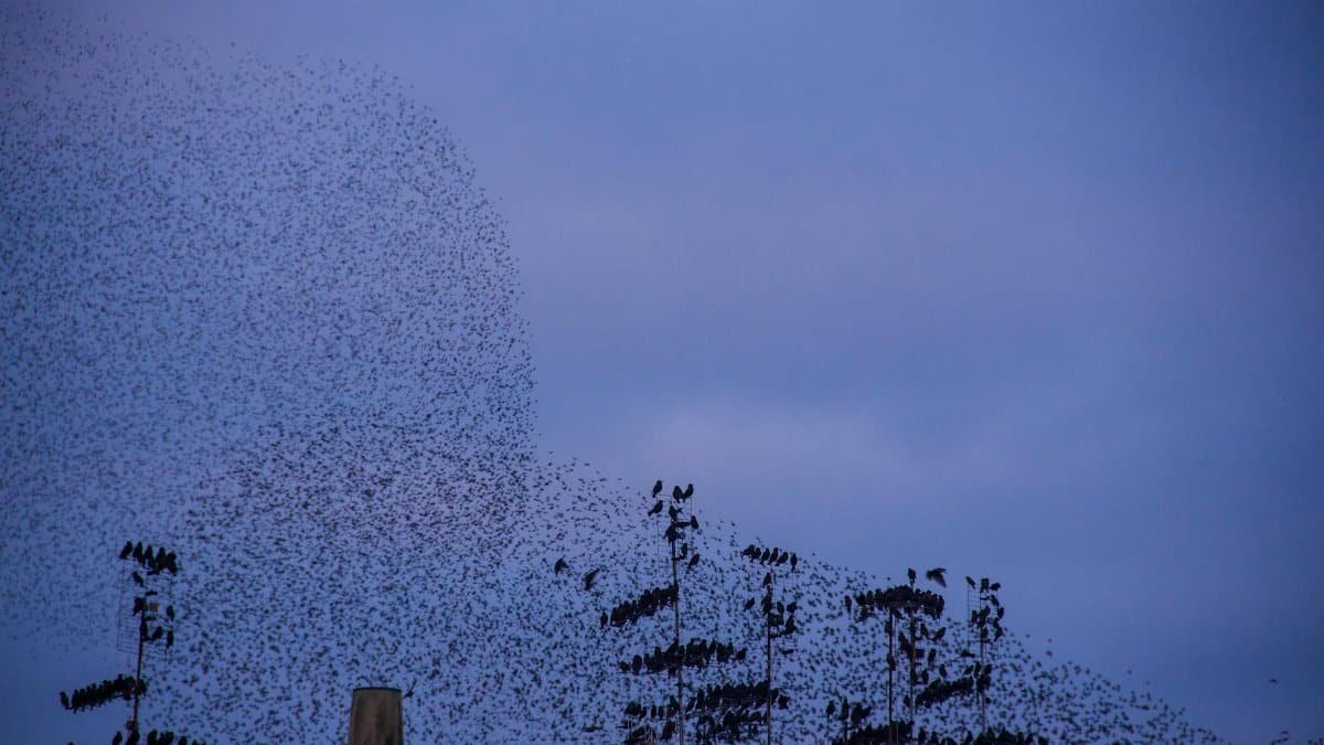 A large flock of birds flying over silhouetted trees against a twilight sky.