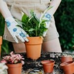 Person planting in clay pots on a sunny day with scattered soil and gardening gloves.