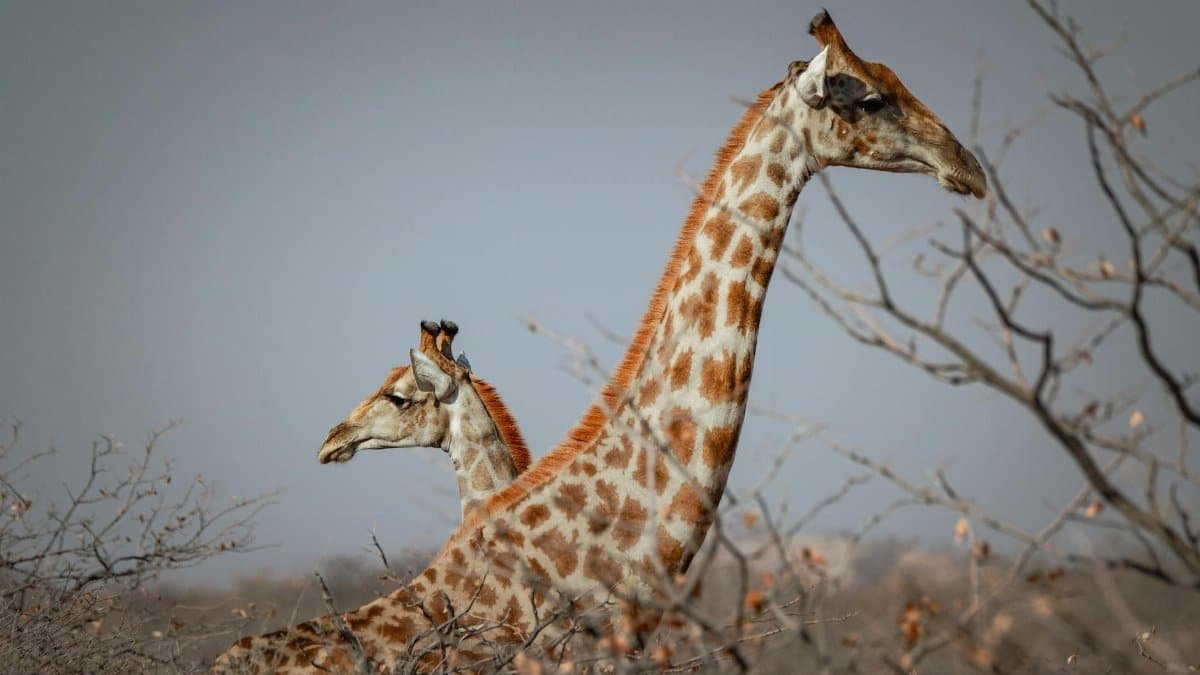 Side view of two giraffes in the savannah showcasing their long necks.