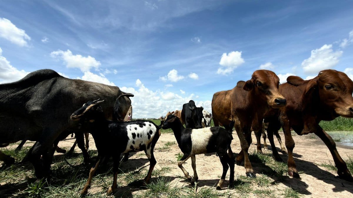 A herd of cattle and goats grazing on a sunny day under a bright blue sky.