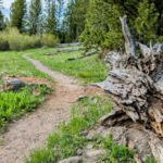 Explore a picturesque trail in Yellowstone with lush greenery and clear blue skies.