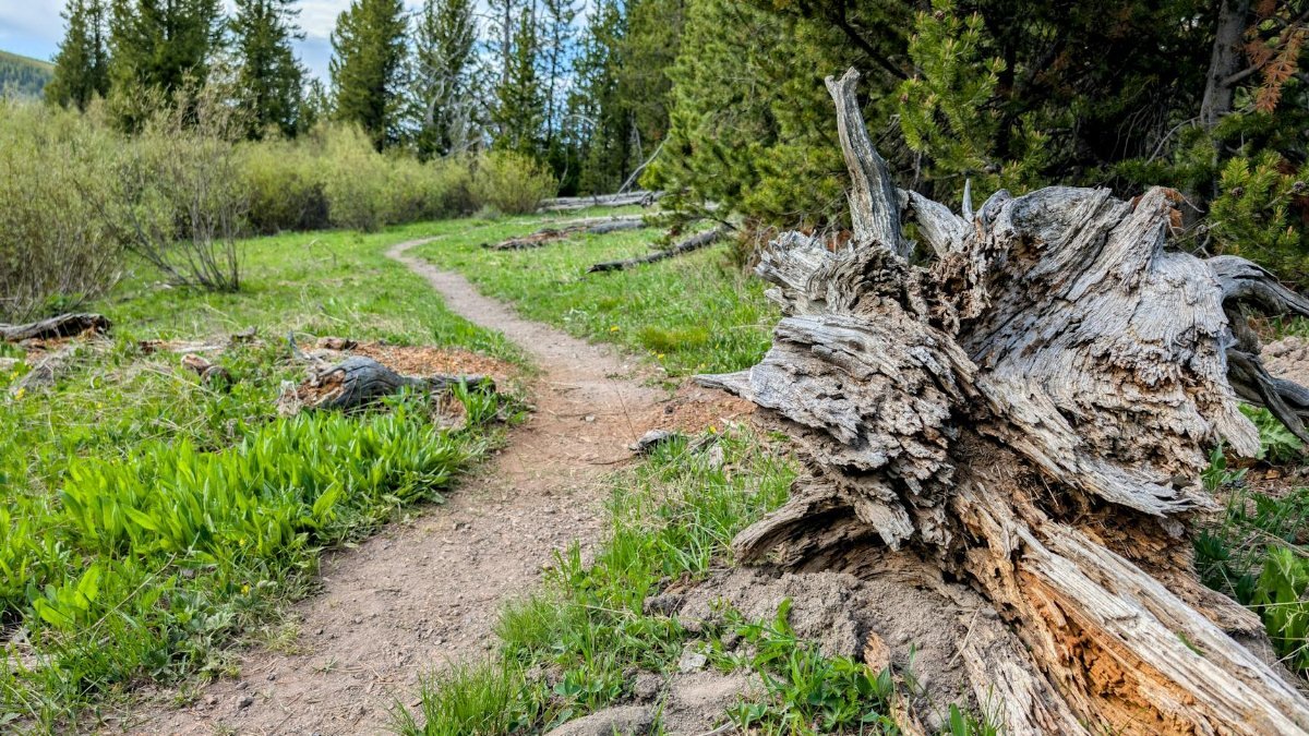 Explore a picturesque trail in Yellowstone with lush greenery and clear blue skies.